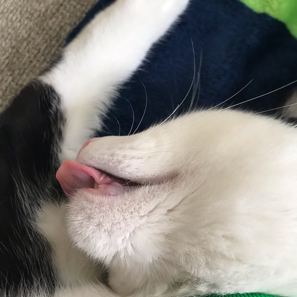 Meet your Posher, Coco - Picture 1 of 1